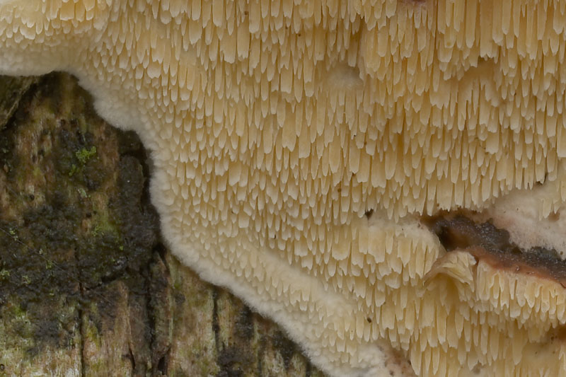 Steccherinum bourdotii